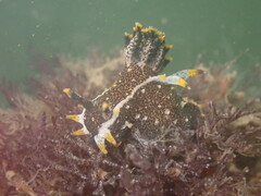 Polycera hedgpethi