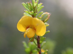 Pultenaea parviflora