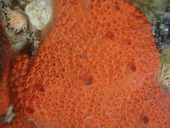 Botrylloides violaceus