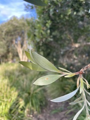 Austropuccinia psidii