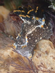 Polycera hedgpethi