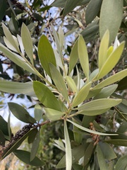 Austropuccinia psidii