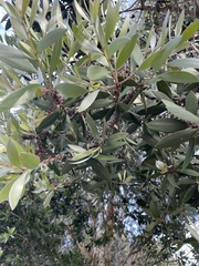 Austropuccinia psidii