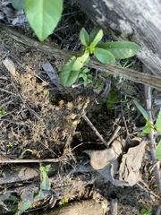 Proserpinaca palustris