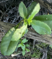 Proserpinaca palustris