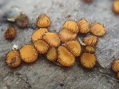 Scutellinia setosa