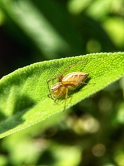 Oxyopes gracilipes