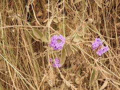 Verbenaceae