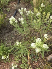 Lepidium alyssoides