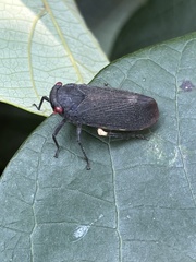 Acraephia perspicillata