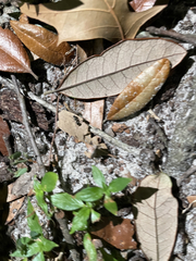 Camponotus novogranadensis