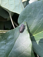 Acraephia perspicillata