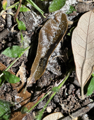 Camponotus novogranadensis
