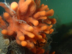 Clathria prolifera