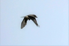Lanius borealis