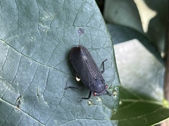 Acraephia perspicillata