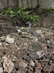 Nyctanassa violacea pauper