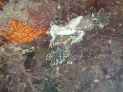 Polycera hedgpethi