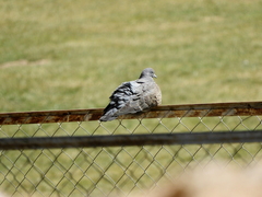 Patagioenas maculosa