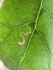Stigmella