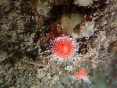 Corynactis californica