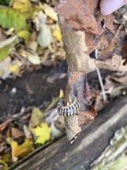 Arthrophaga myriapodina