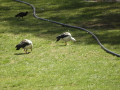 Oressochen melanopterus