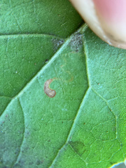 Stigmella