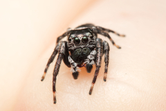 Euryattus bleekeri