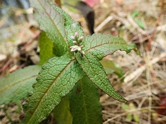 Eupatorium perfoliatum
