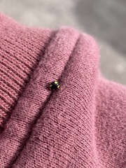 Hyperaspis esmeraldas