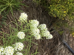 Lepidium alyssoides