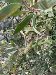 Austropuccinia psidii