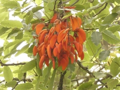 Erythrina falcata