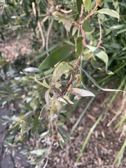 Austropuccinia psidii