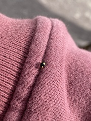 Hyperaspis esmeraldas