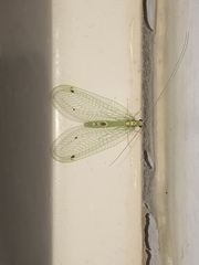 Leucochrysa insularis