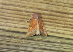 Papaipema impecuniosa