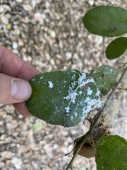 Aleuroplatus coronata