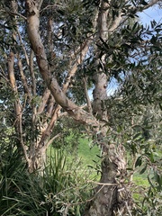 Austropuccinia psidii