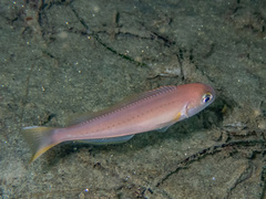 Caulolatilus princeps