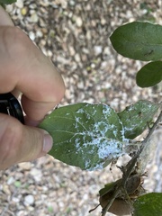 Aleuroplatus coronata