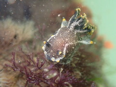 Polycera hedgpethi