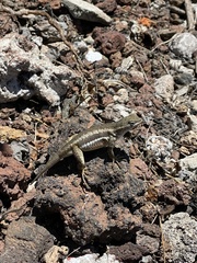 Microlophus bivittatus