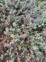 Nepeta racemosa