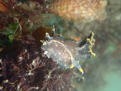 Polycera hedgpethi