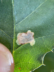 Cameraria hamadryadella