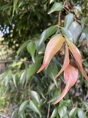 Austropuccinia psidii