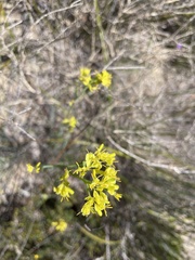 Glischrocaryon behrii