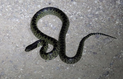Lampropeltis splendida
